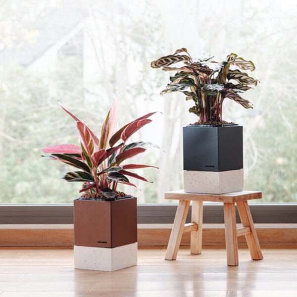 Le Duo COCAGNE Bicolor – Image 2
